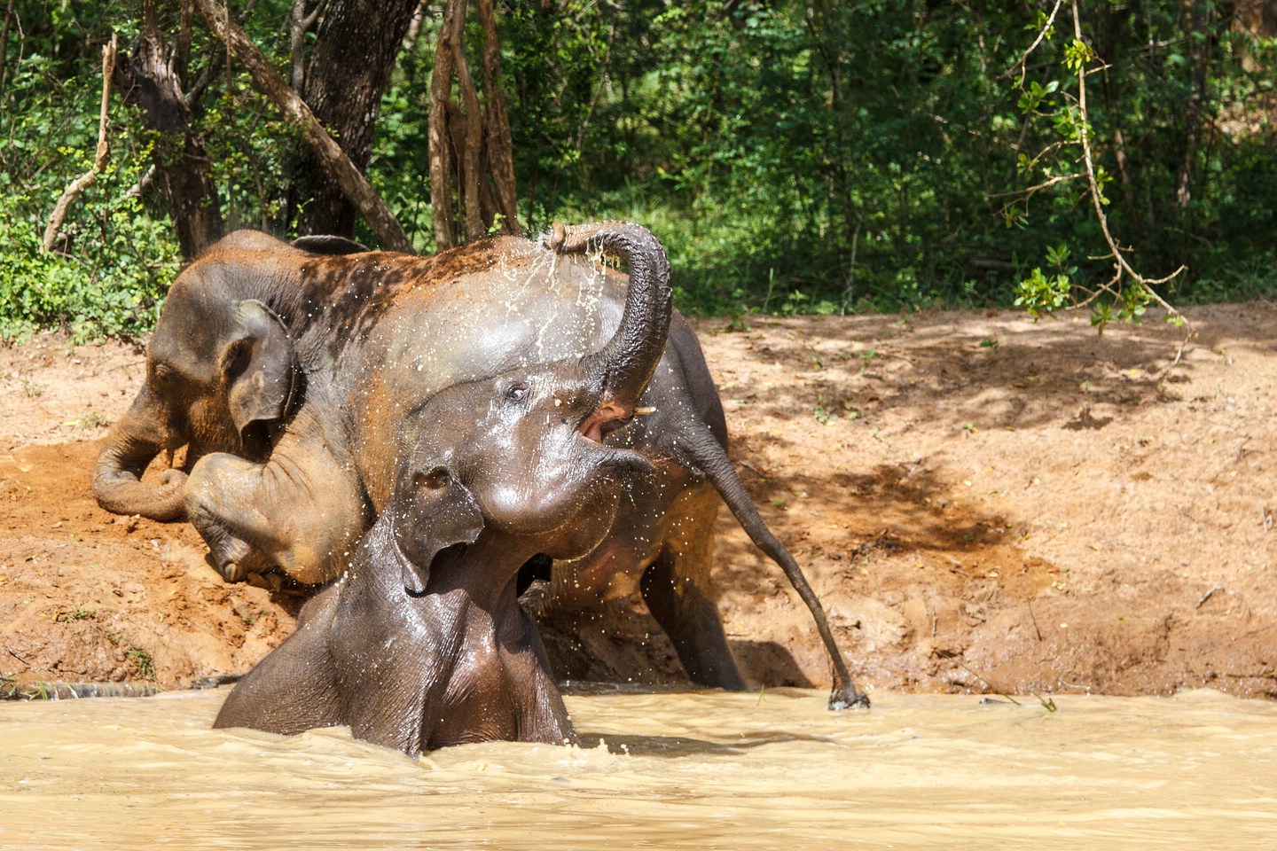 Elefant