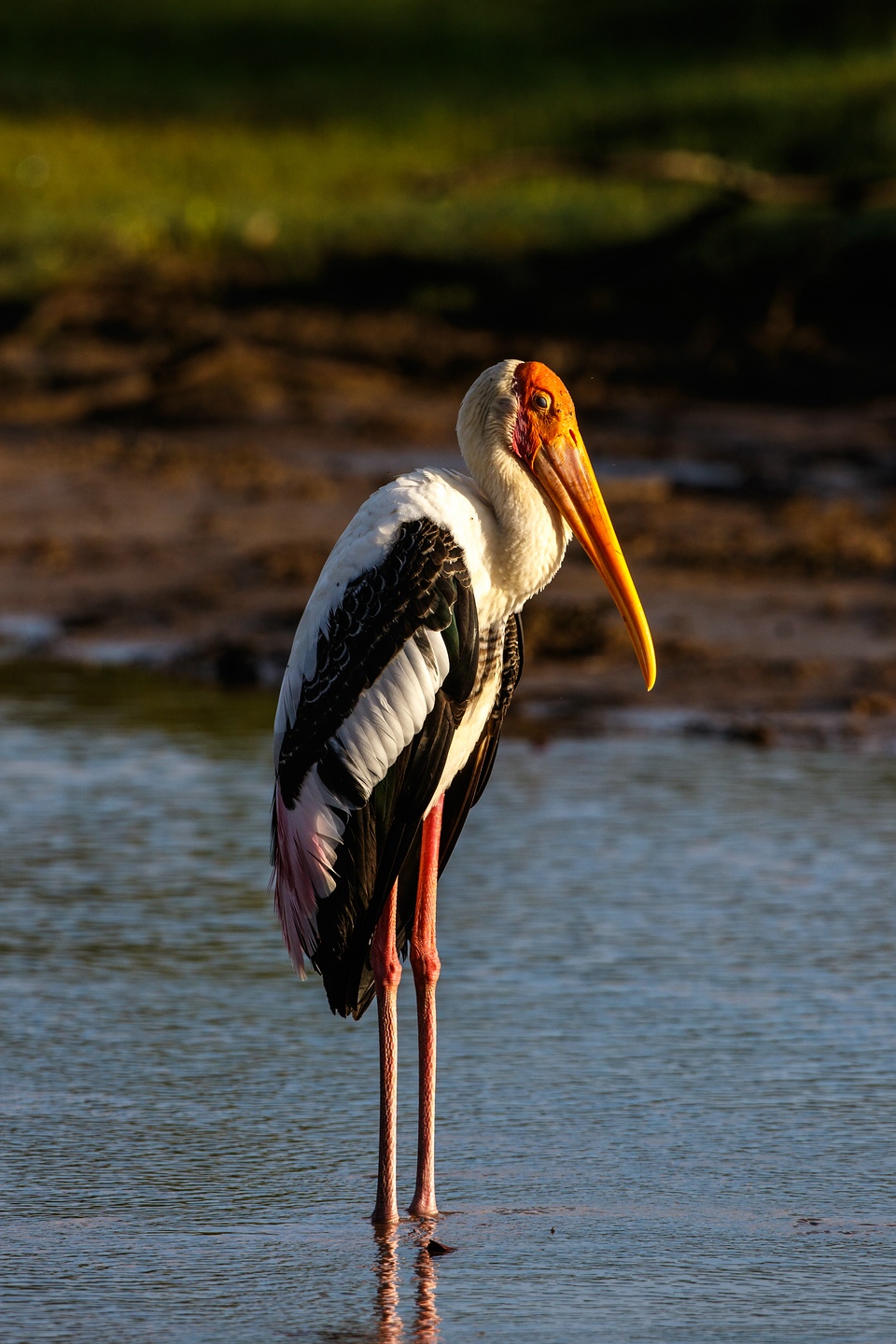 Buntstorch