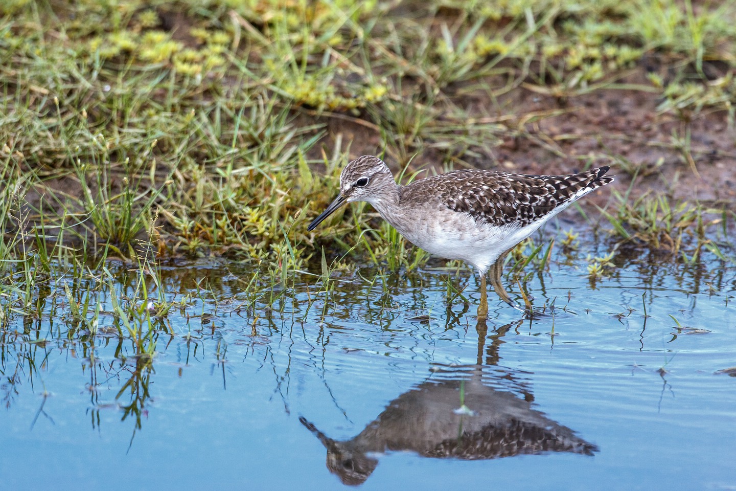 Bruchwasserläufer