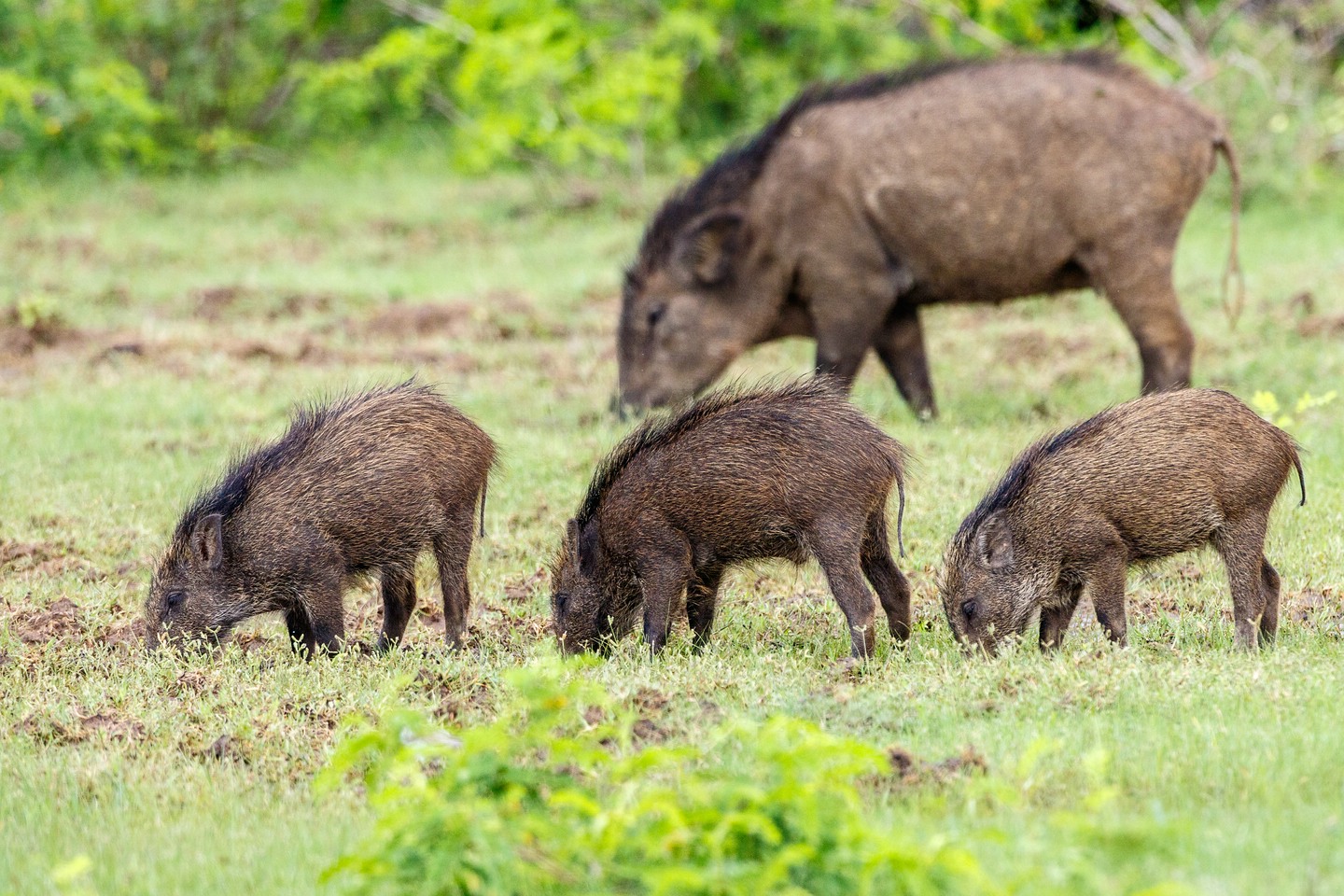 Wildschwein