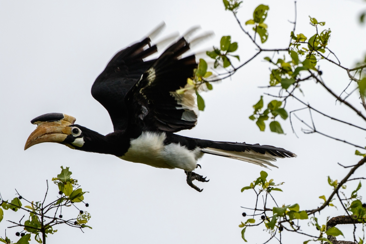 Malabarhornvogel