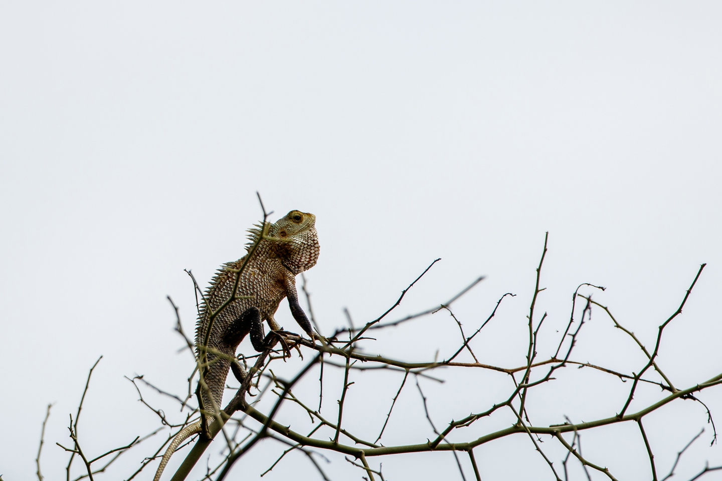 Blutsaugeragame