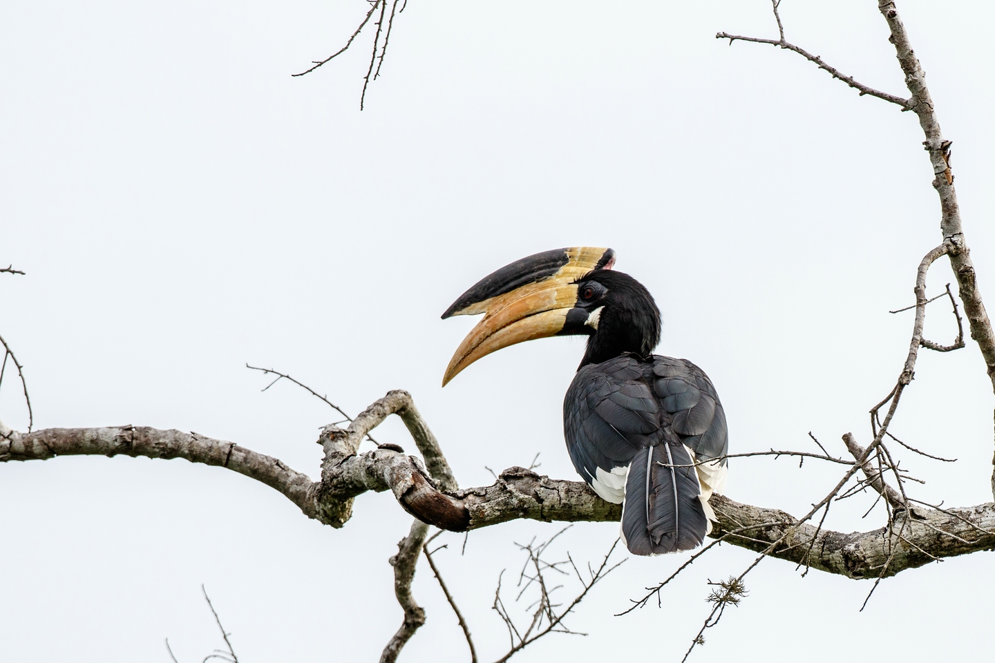 Malabarhornvogel