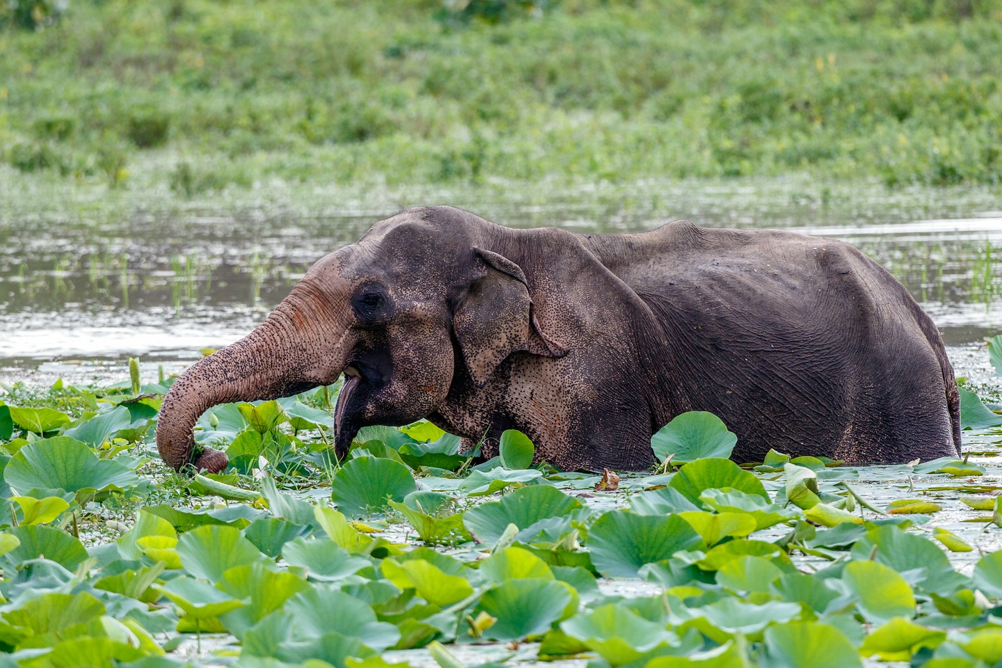 Elefant