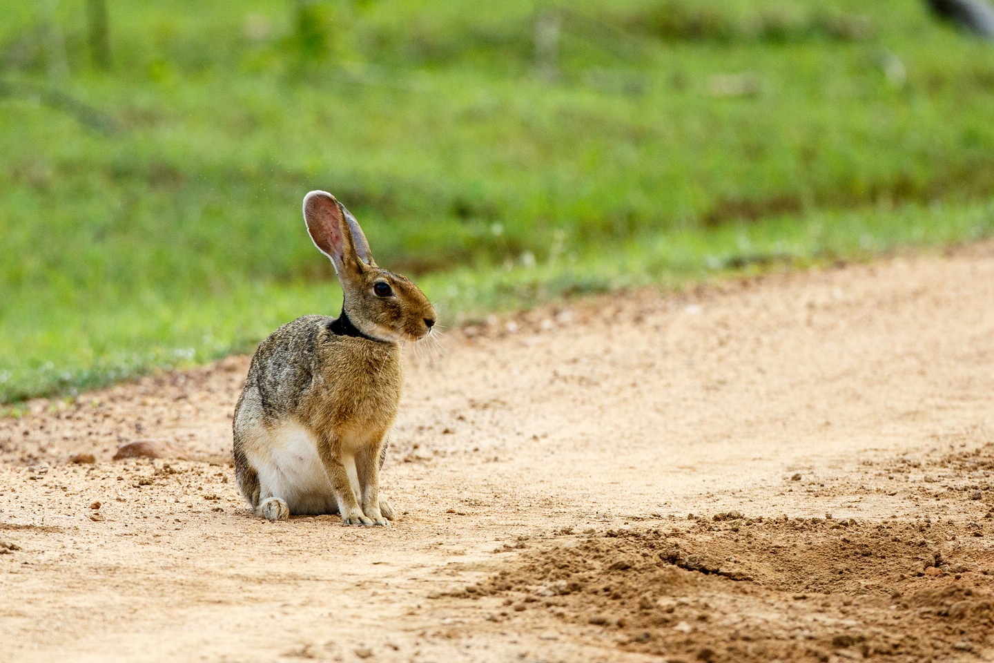 Schwarznackenhase