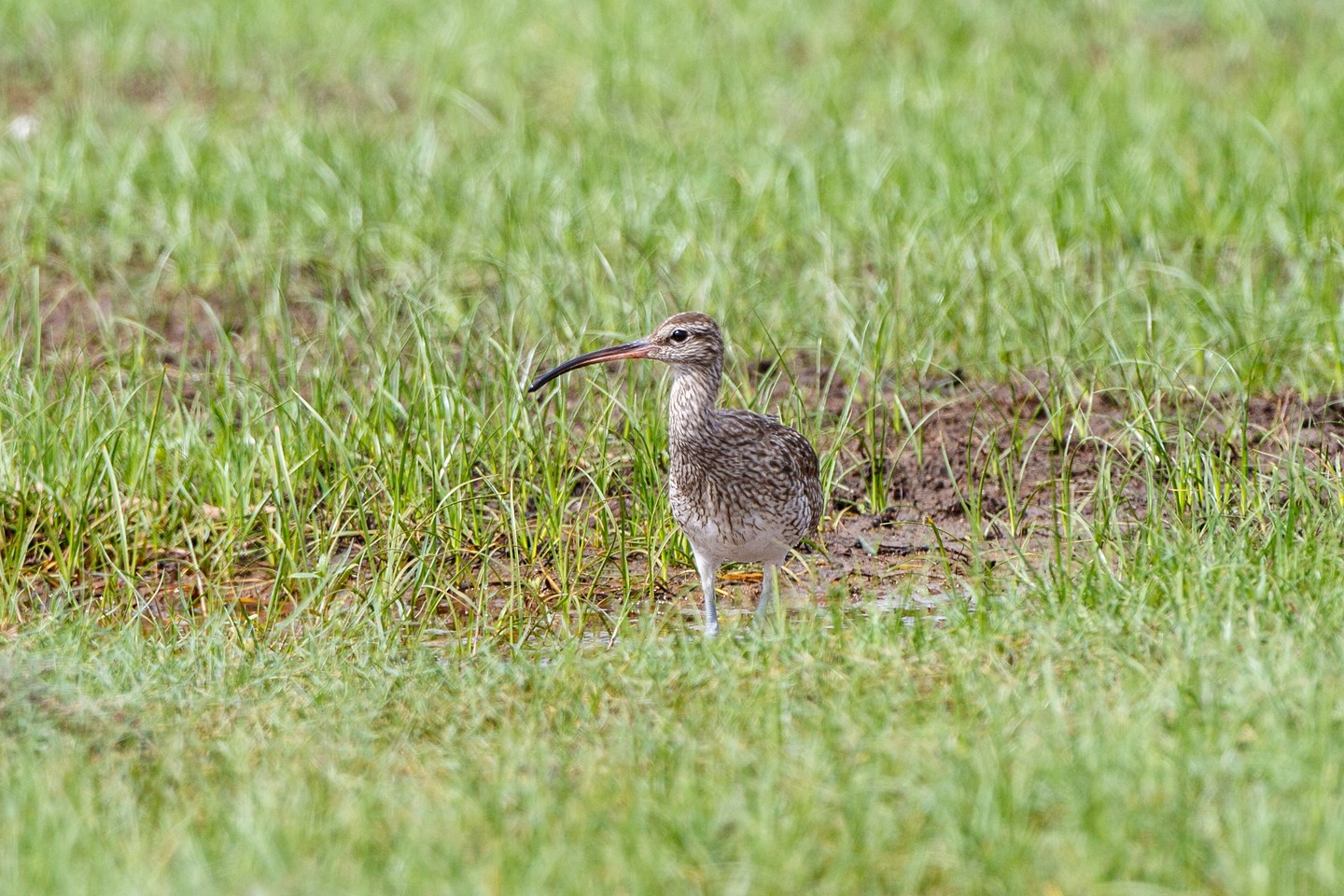 Regenbrachvogel