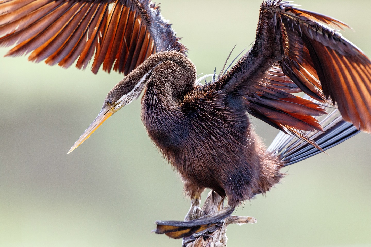 Orient-Schlangenhalsvogel