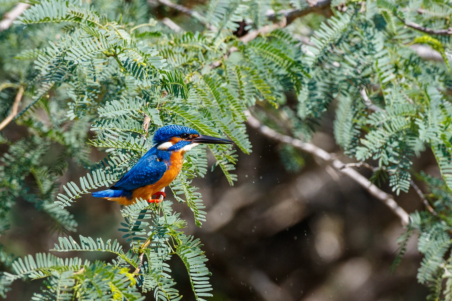 Eisvogel
