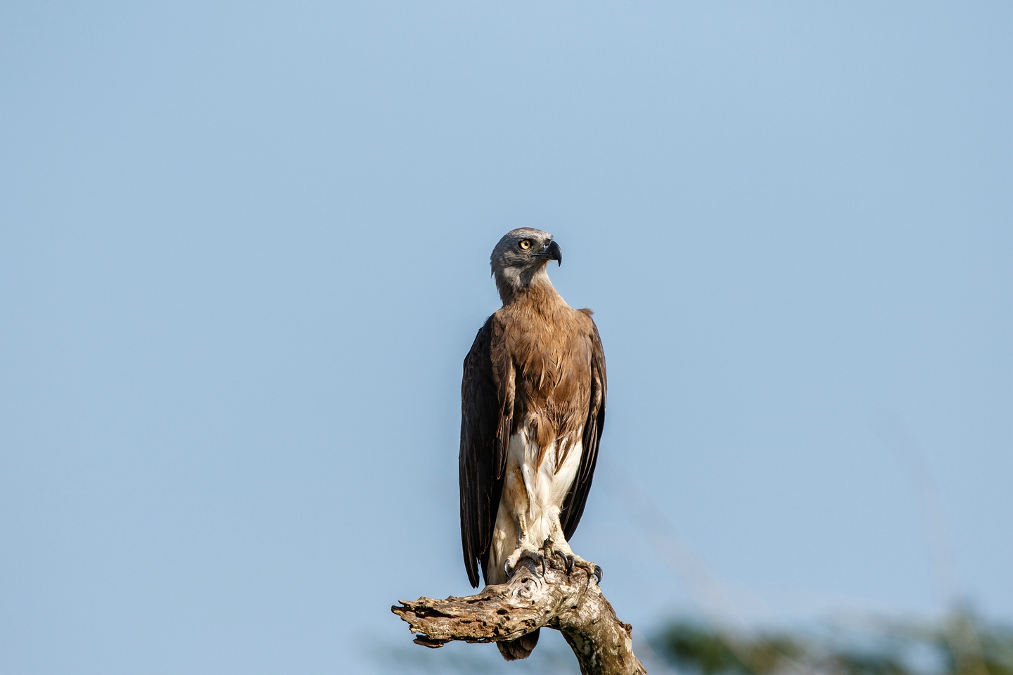 Graukopfseeadler