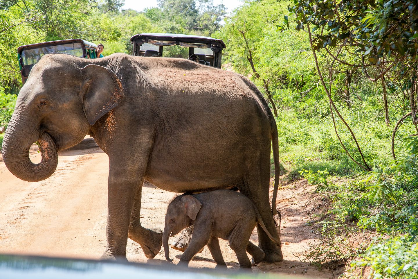 Elefant