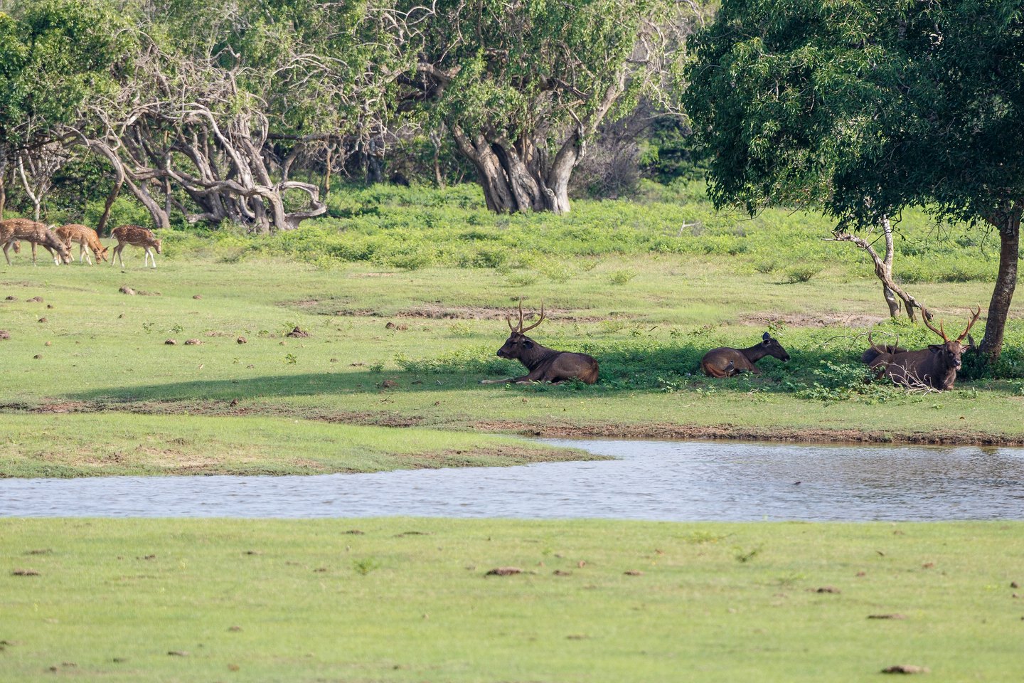 Sambar-Hirsch