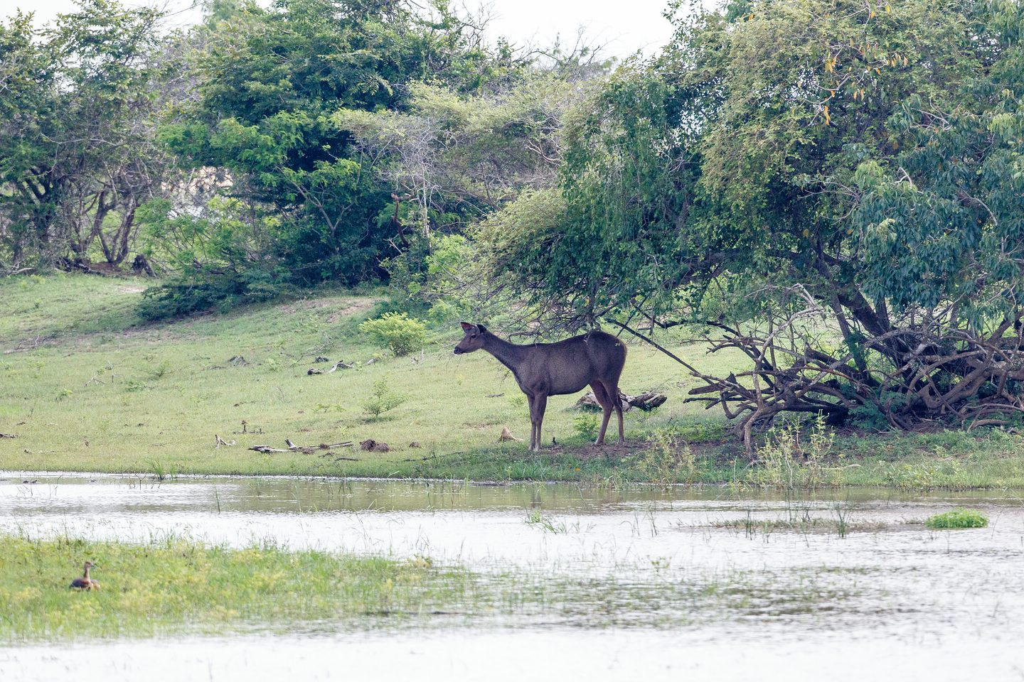 Sambar-Hirsch