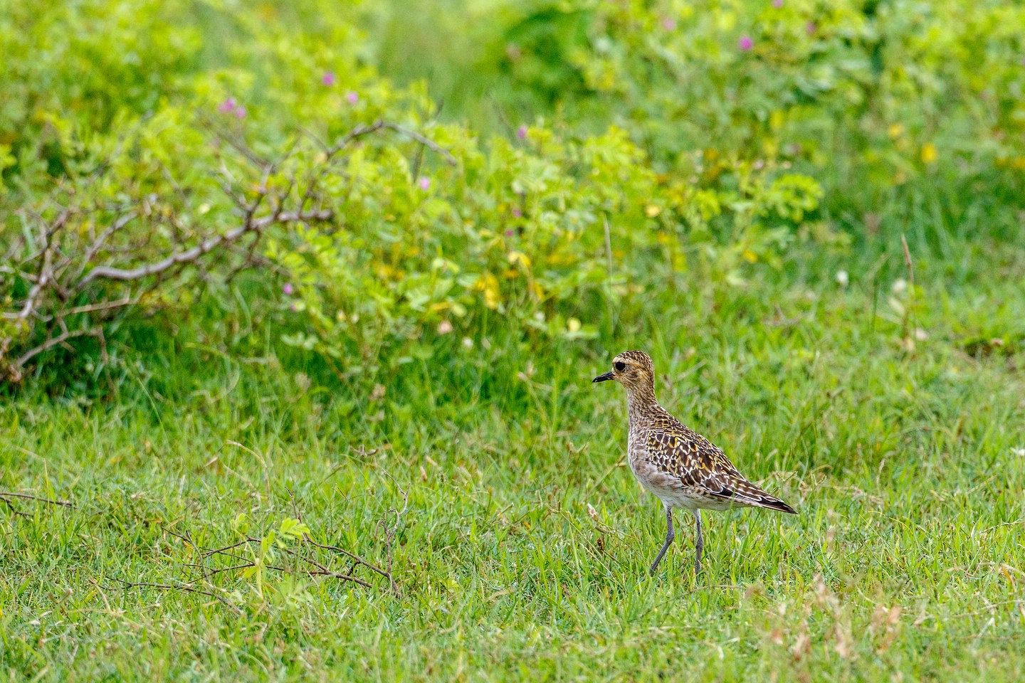 Bruchwasserläufer