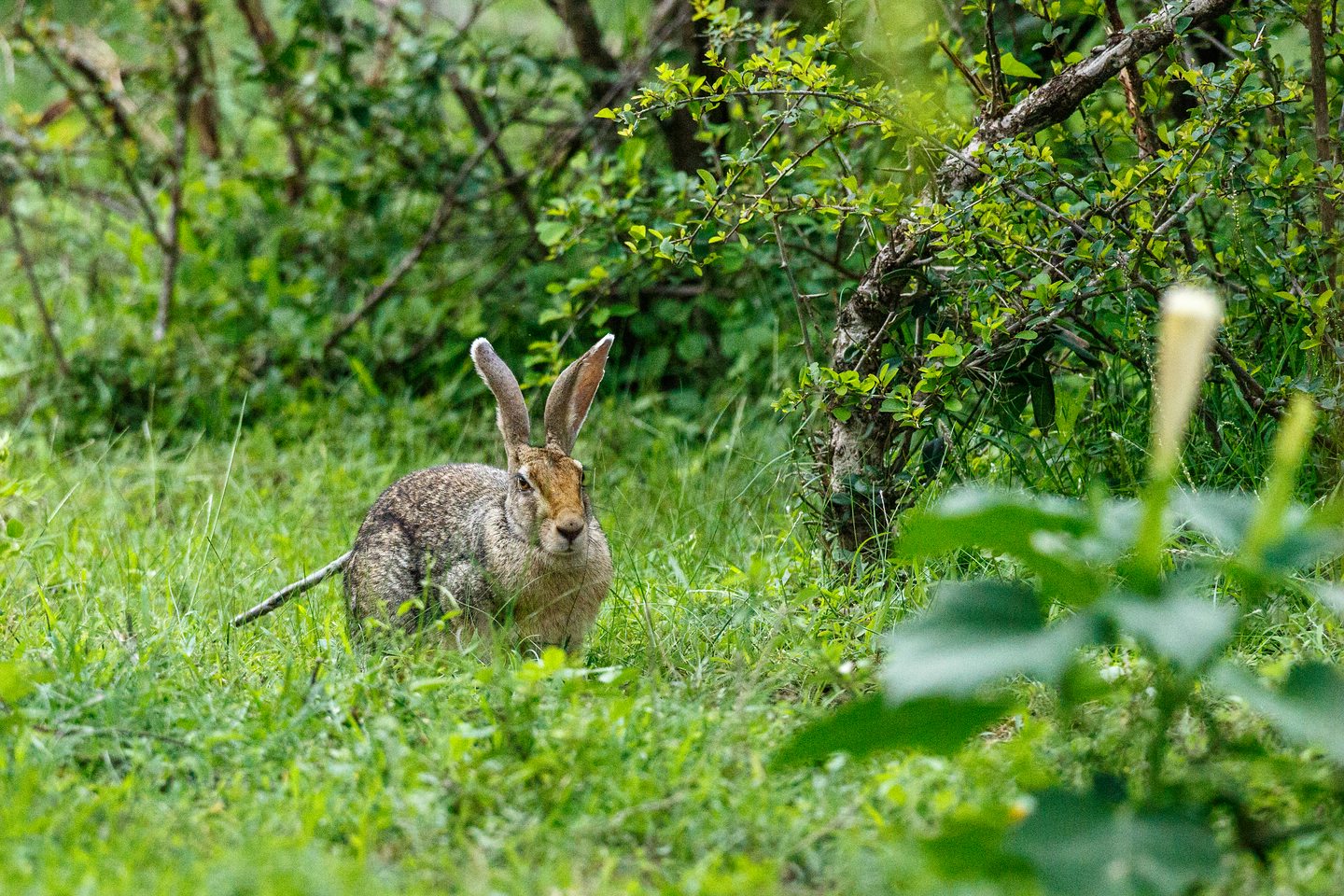 Schwarznackenhase