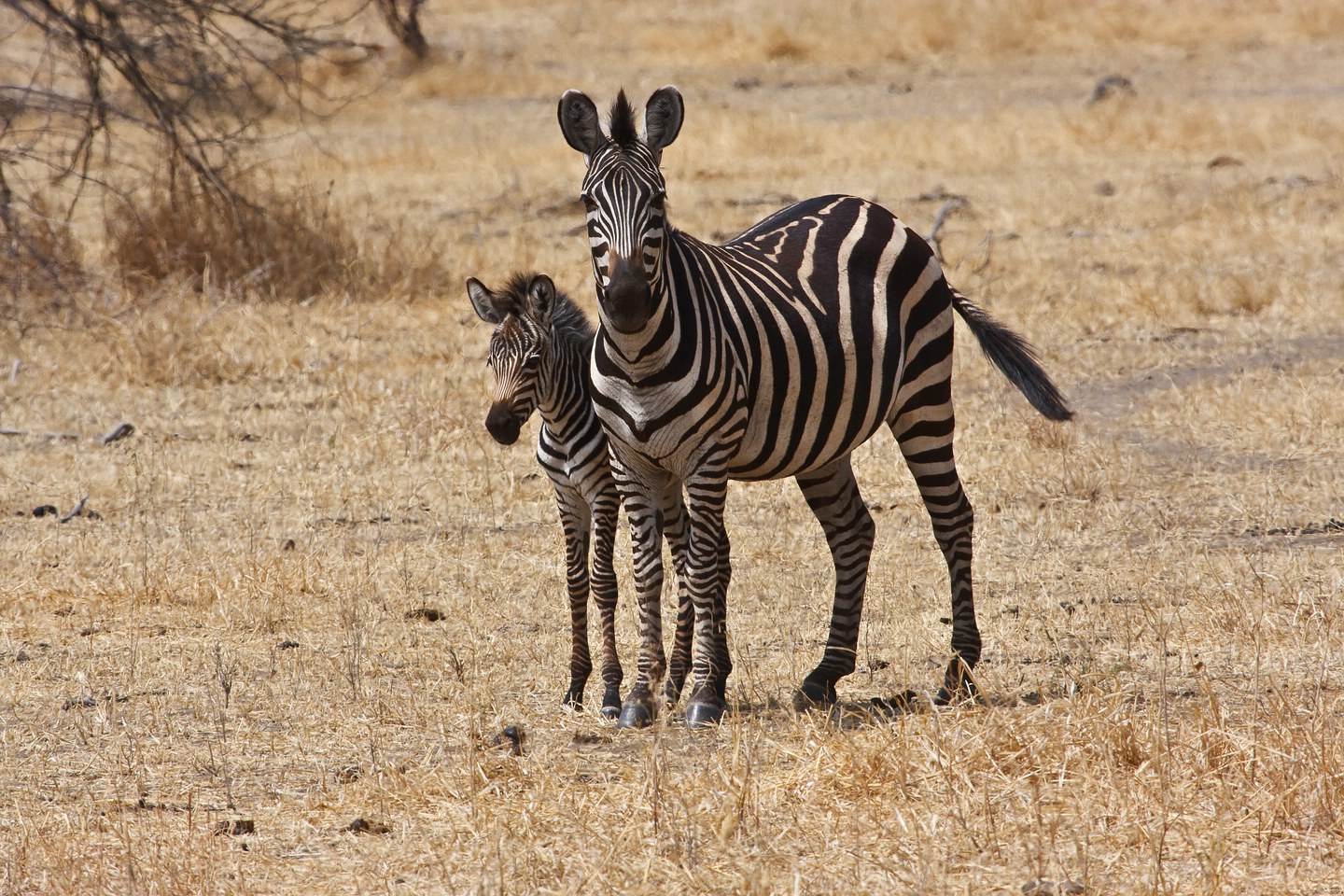 Zebra