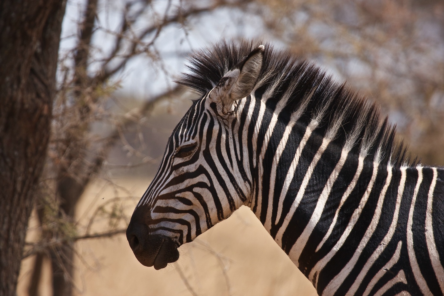 Zebra