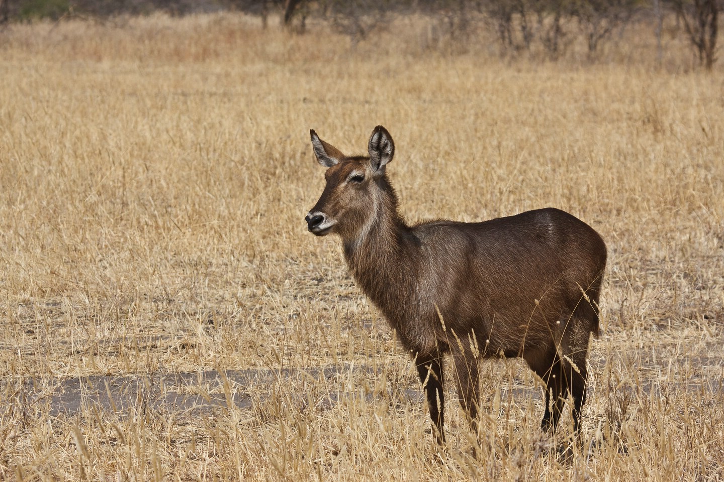 Wasserbock