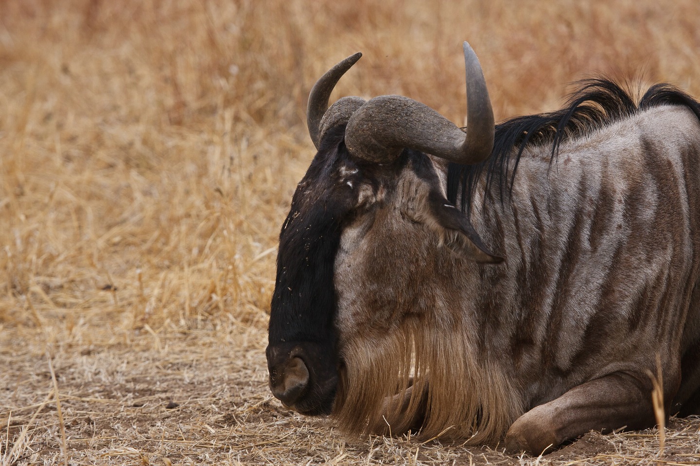 Gnu