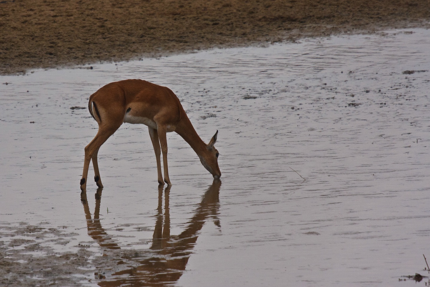 Impala