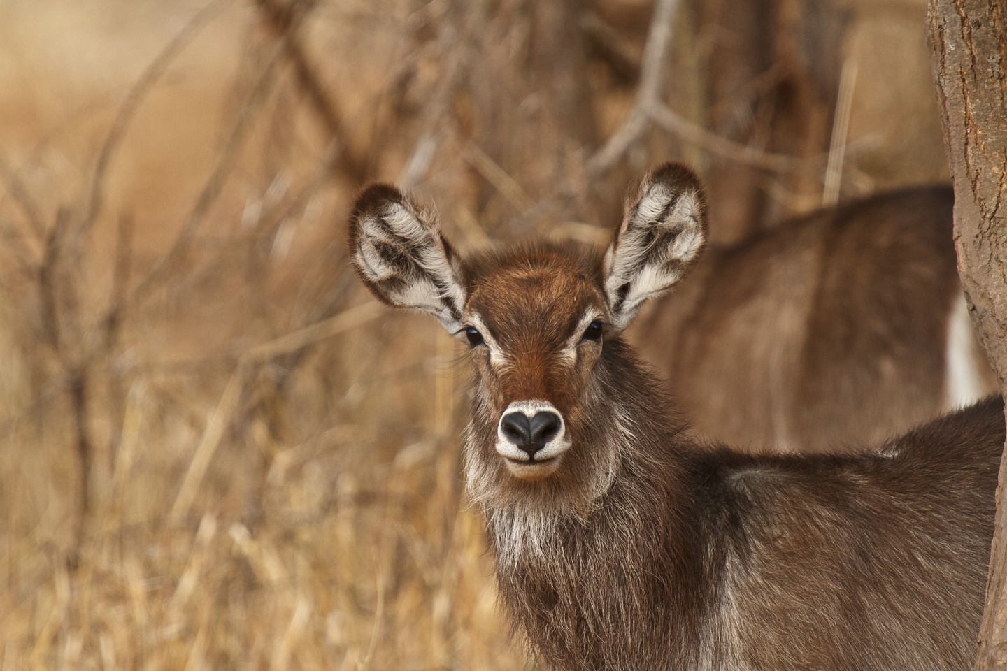 Wasserbock