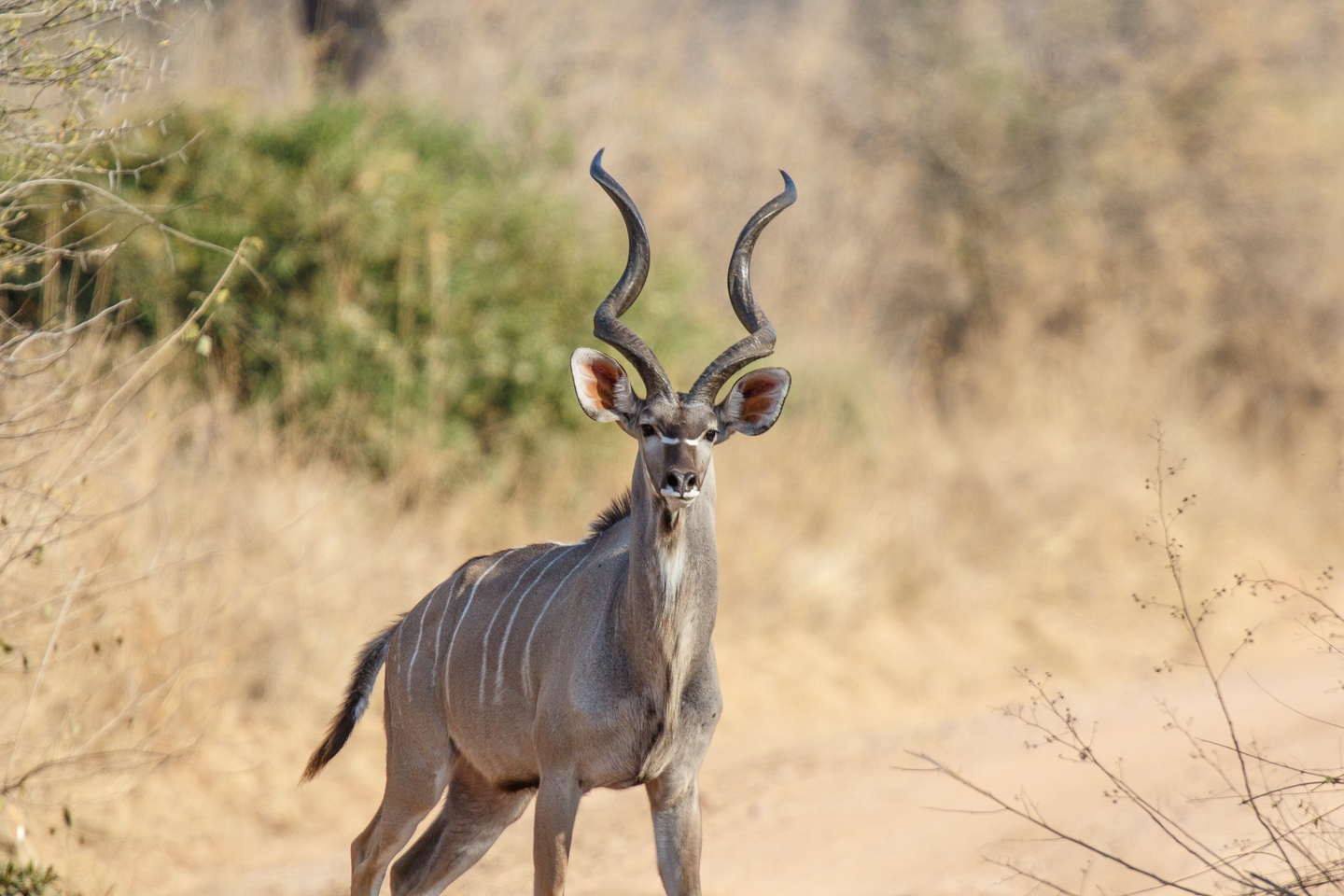 Kudu