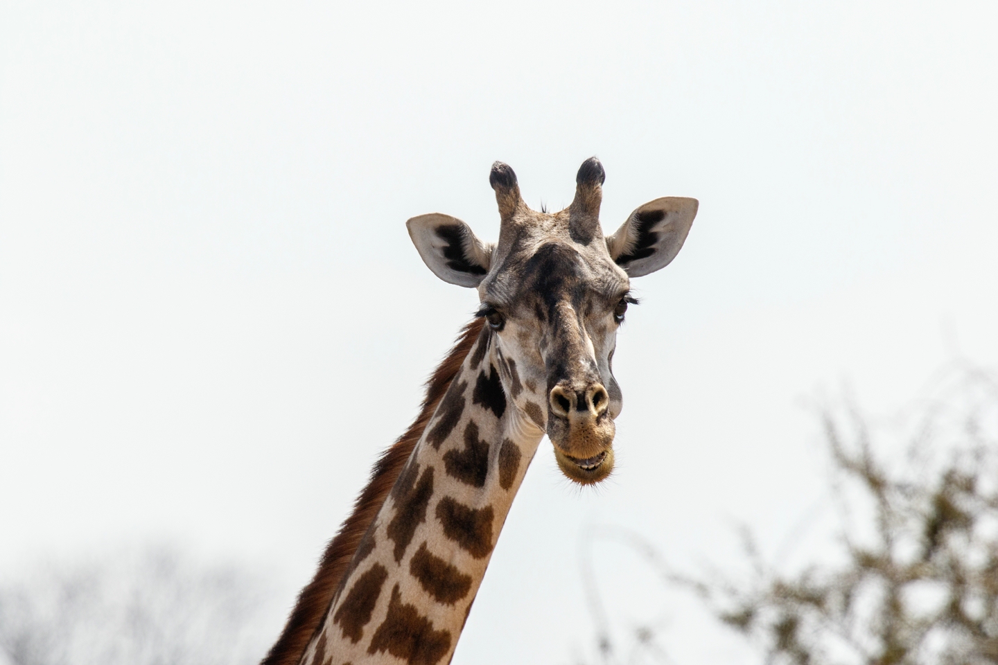 Massai-Giraffe