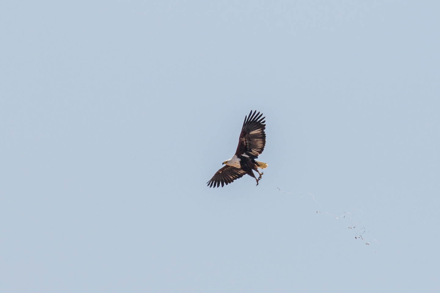 Schreiseeadler