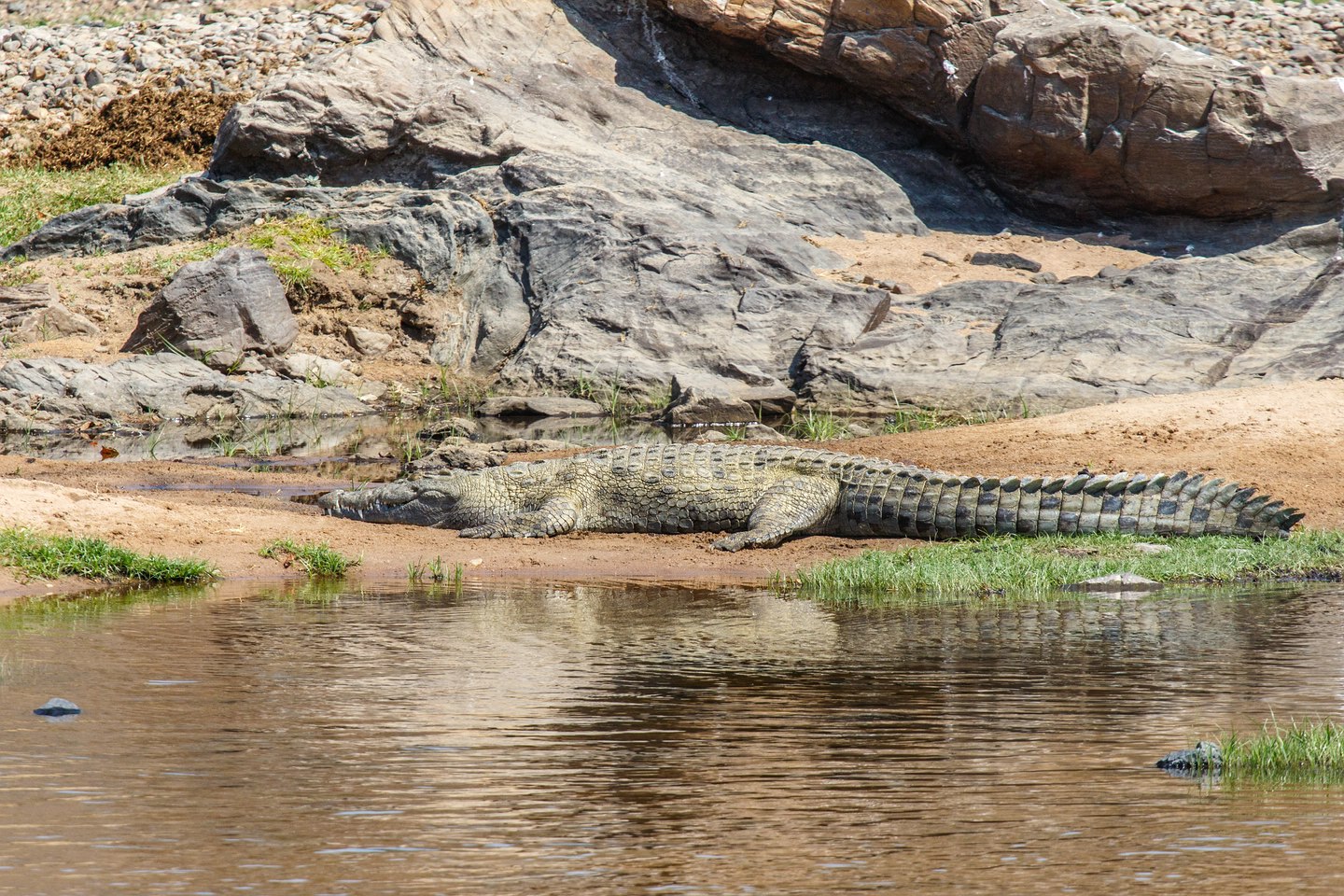 Nilkrokodil