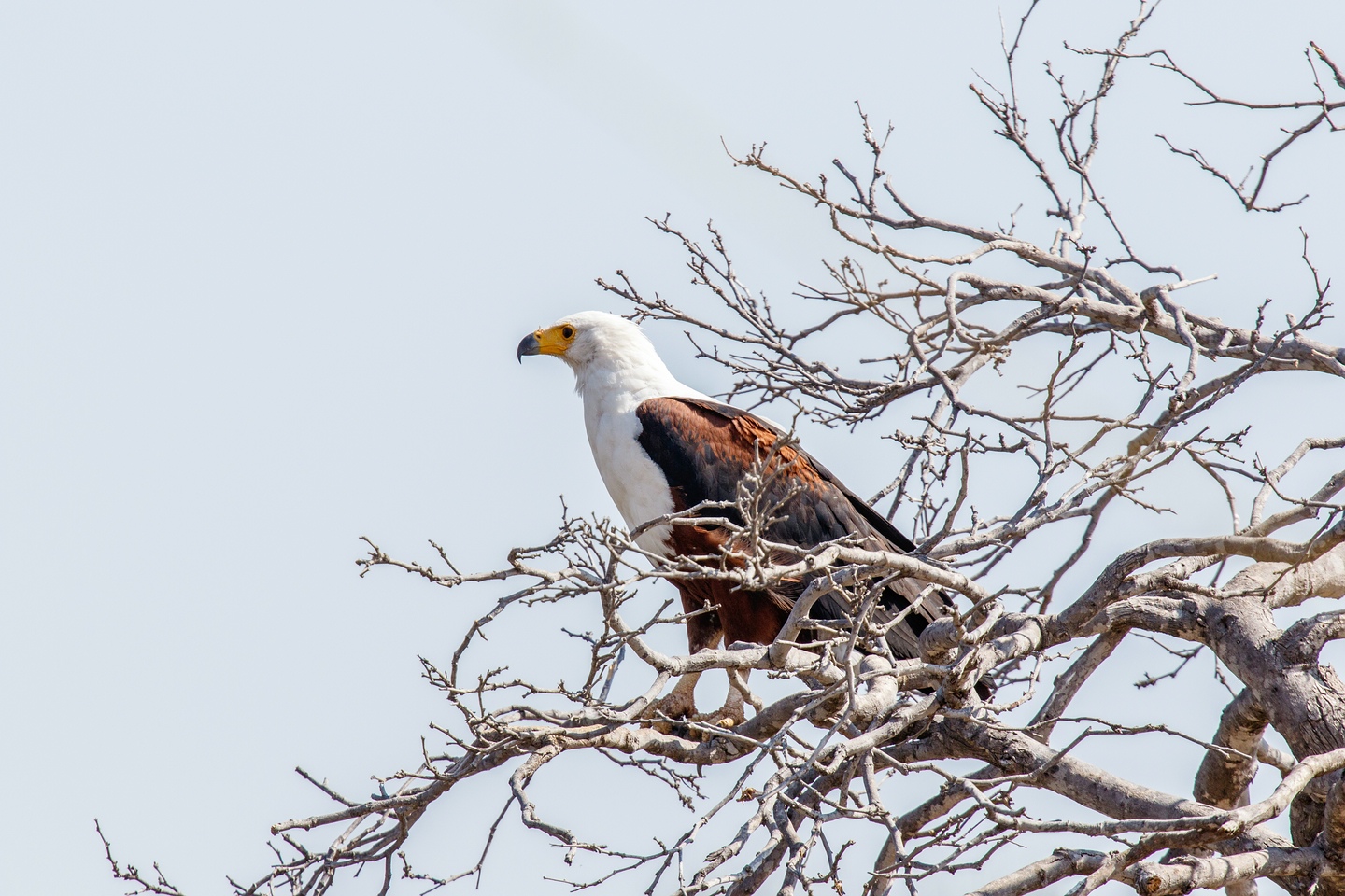 Schreiseeadler