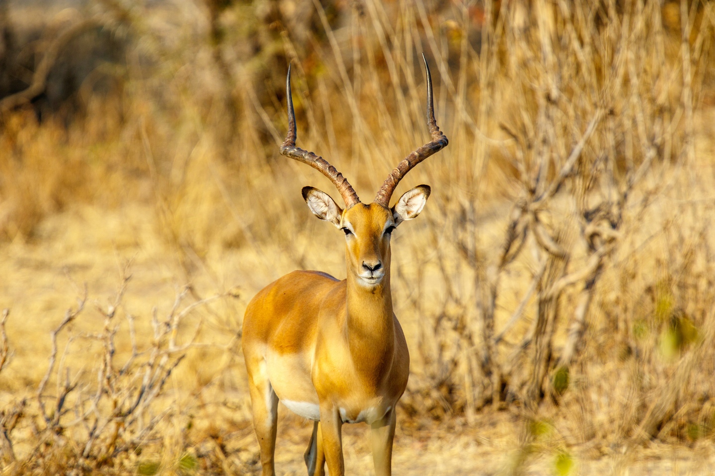 Impala