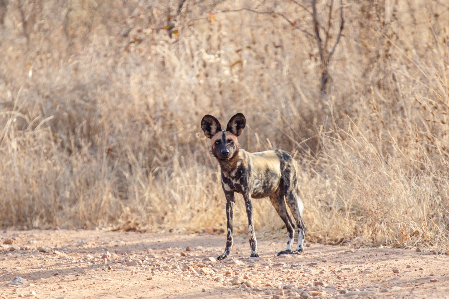 Wildhund