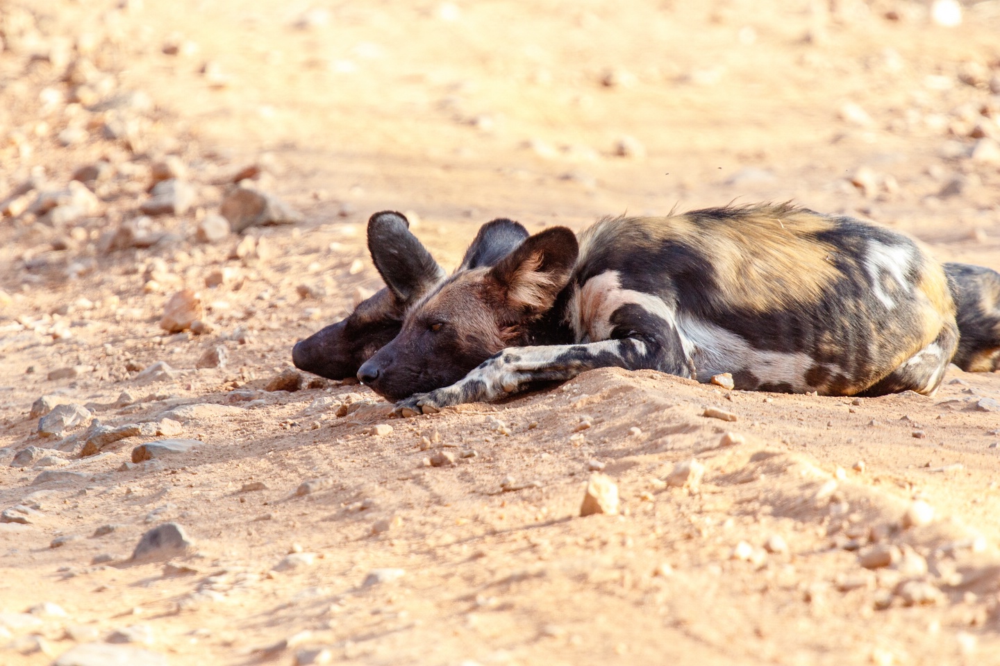 Wildhund