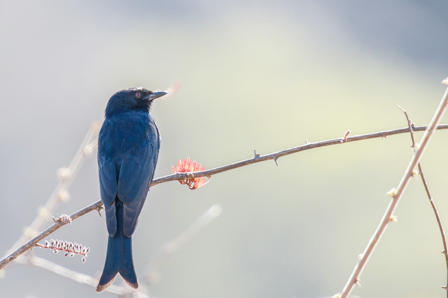 Trauerdrongo