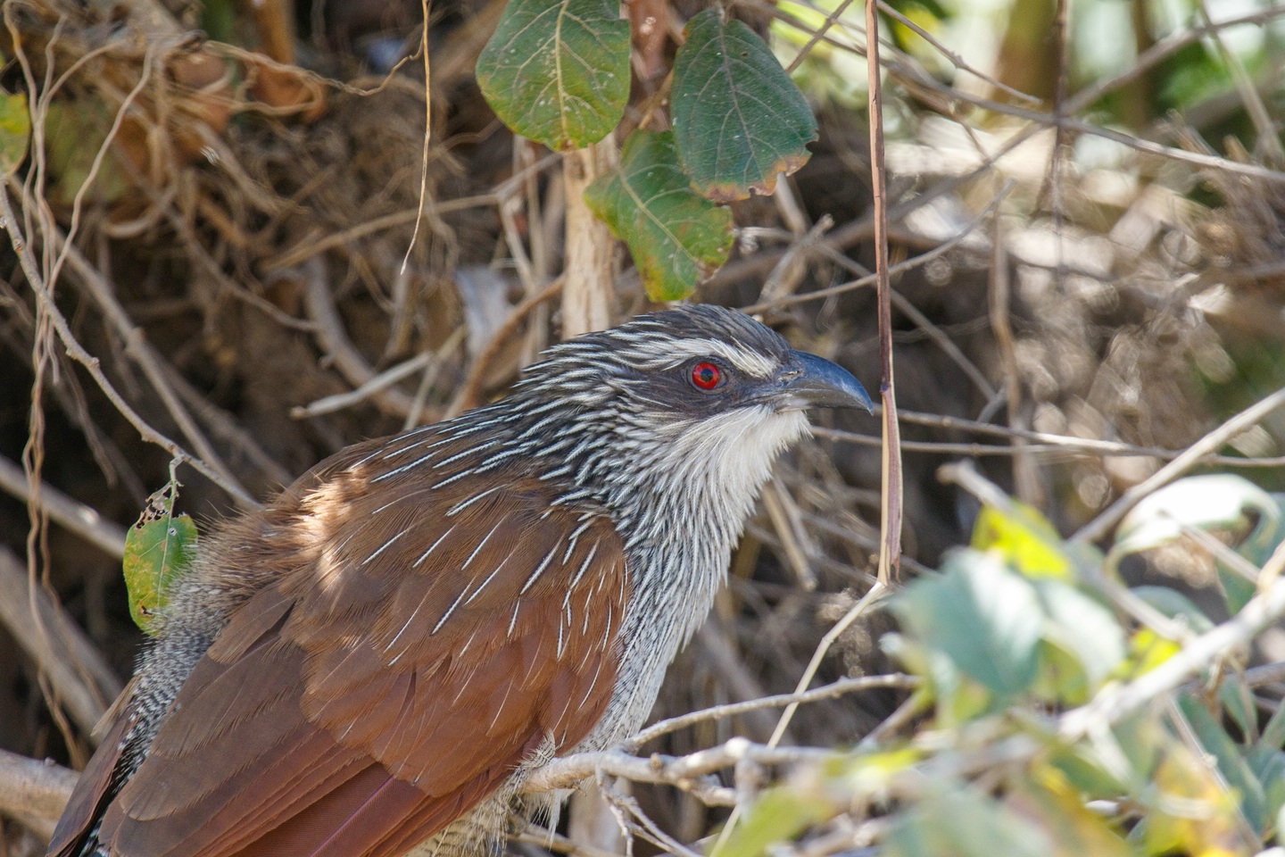 Weißbrauenkuckuck