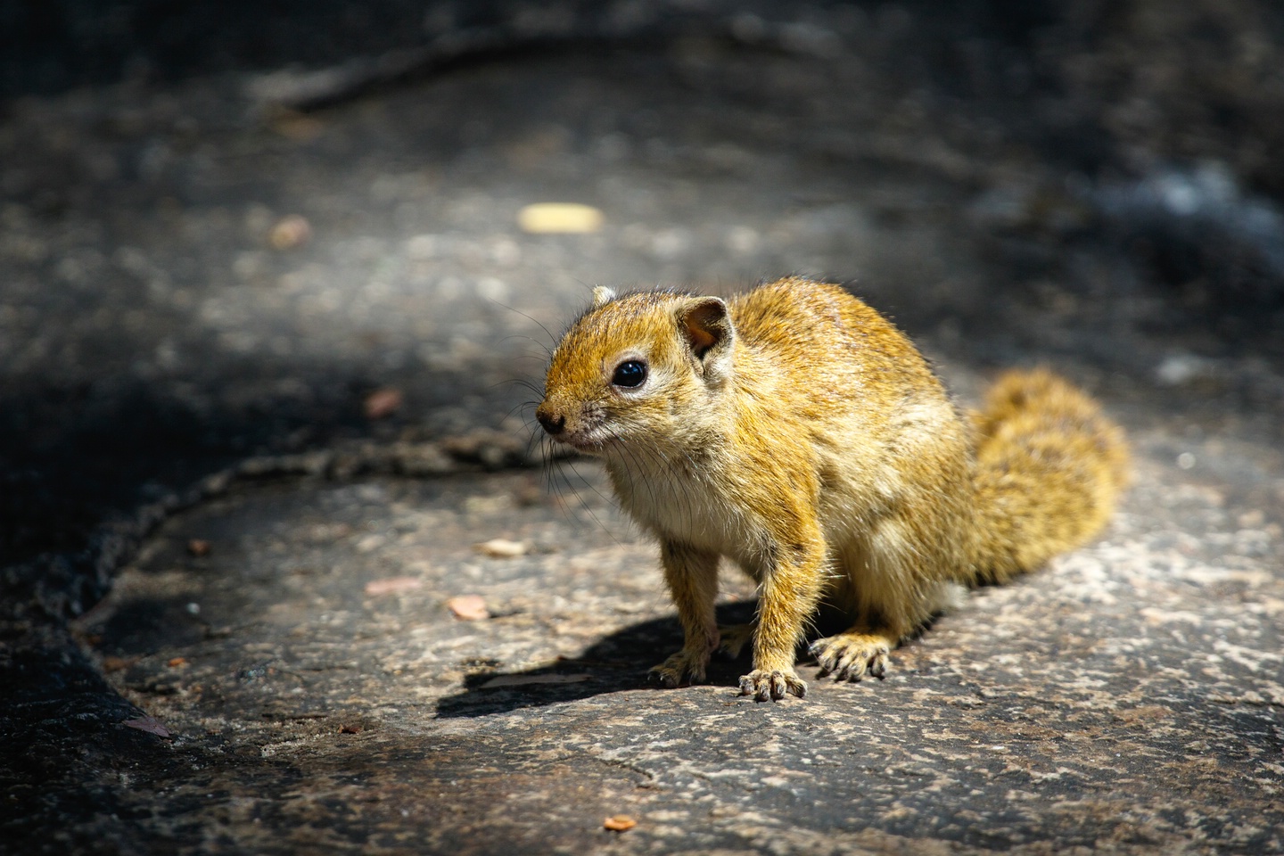 Baumhörnchen