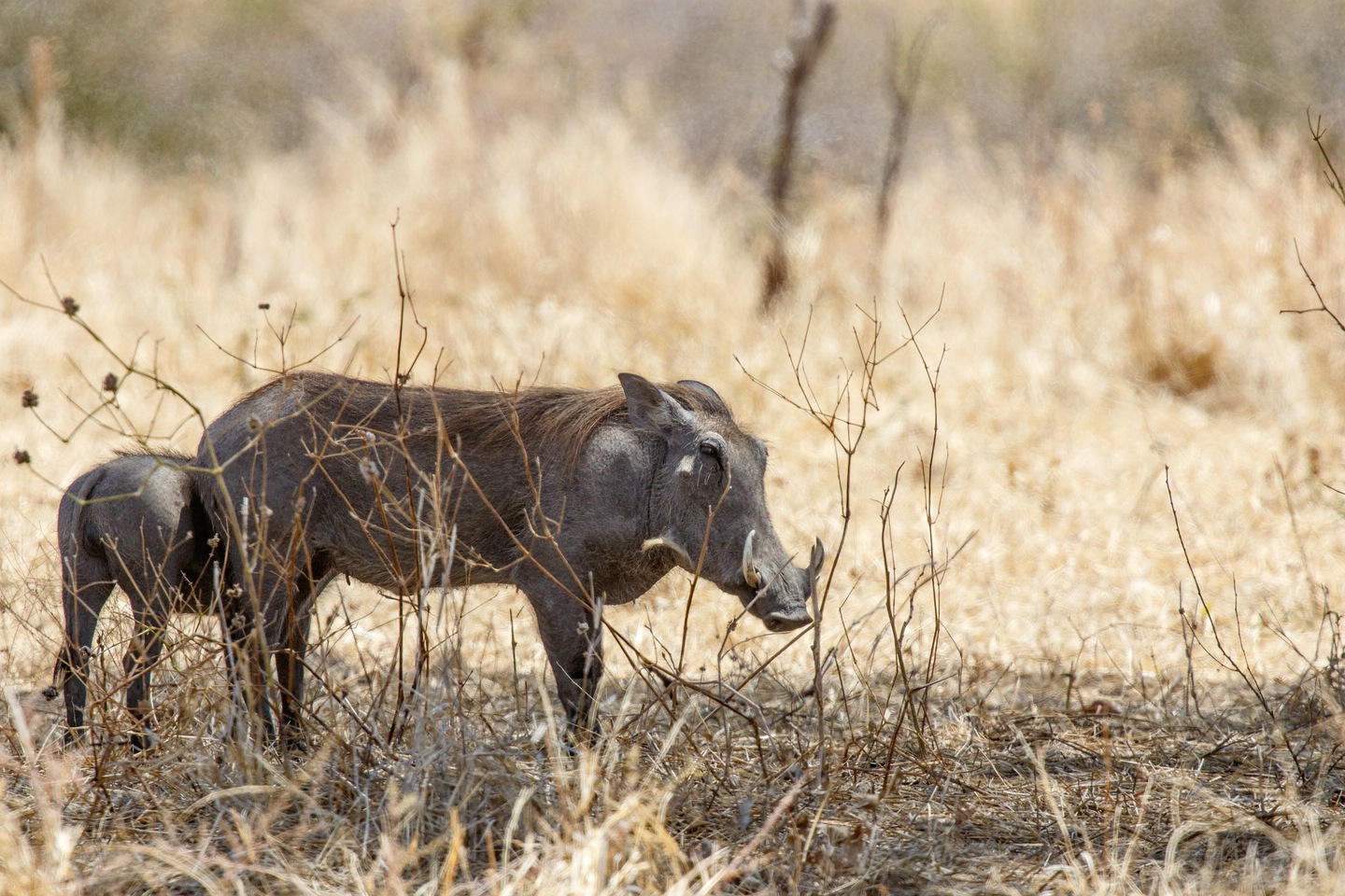 Warzenschwein