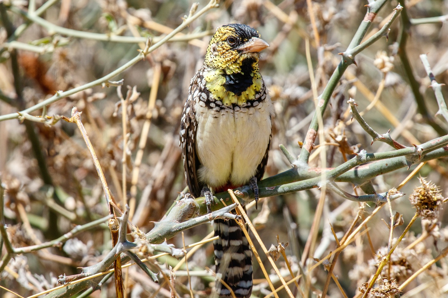 Ohrfleck-Bartvogel