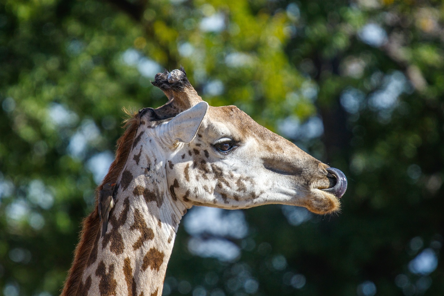 Massai-Giraffe