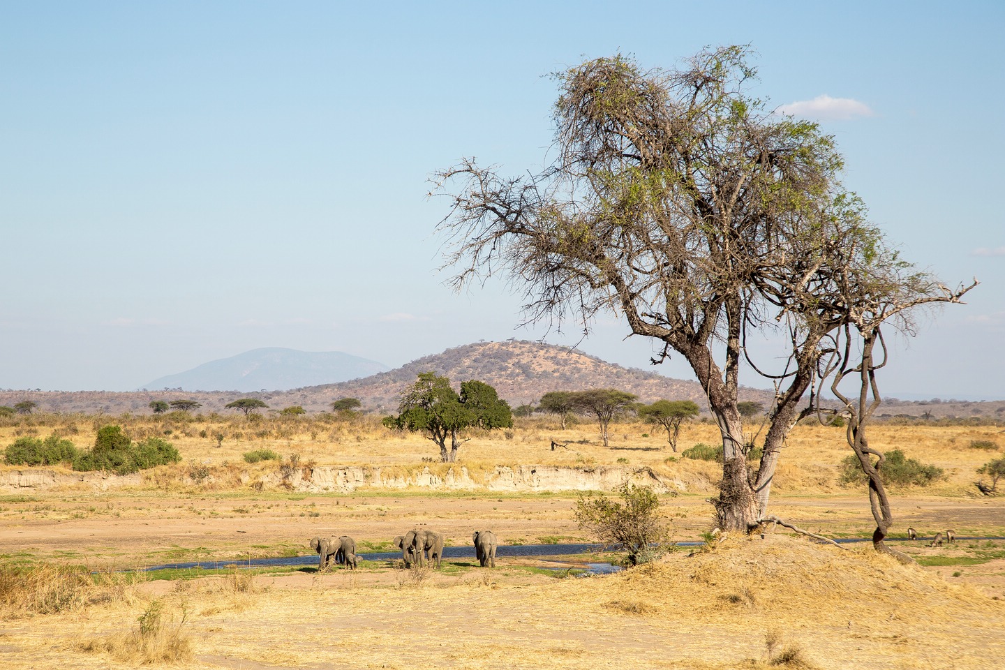 Ruaha National Park