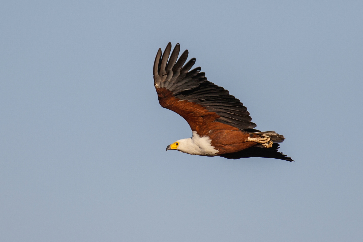 Schreiseeadler