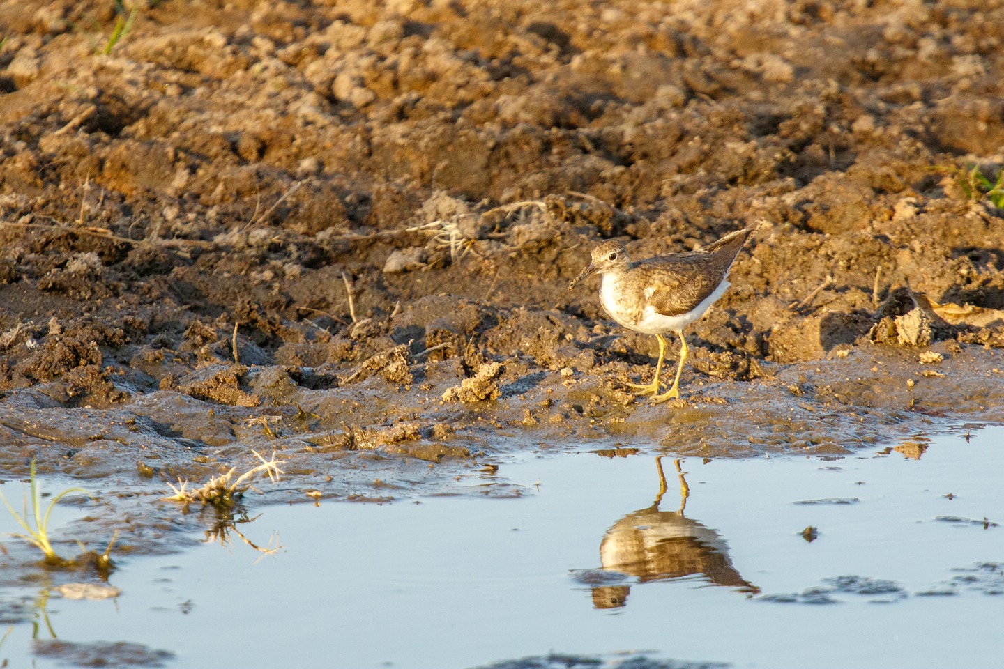 Flußuferläufer