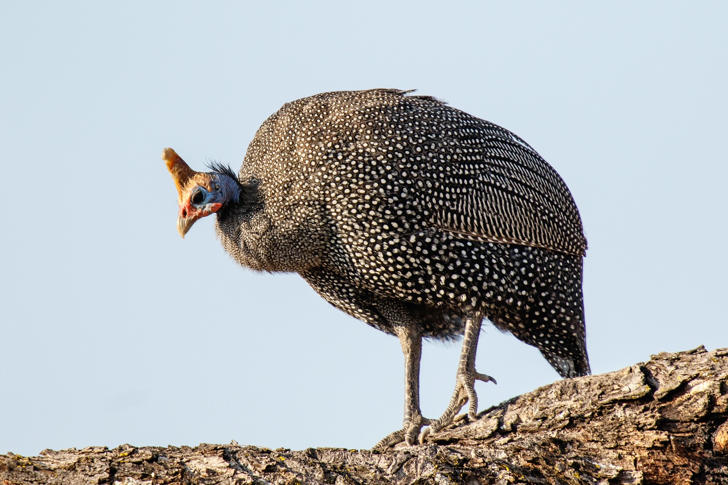 Helmperlhuhn