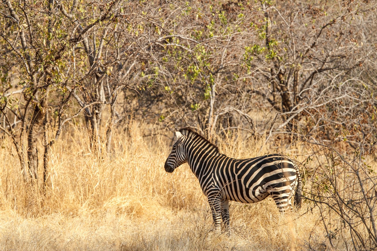 Zebra
