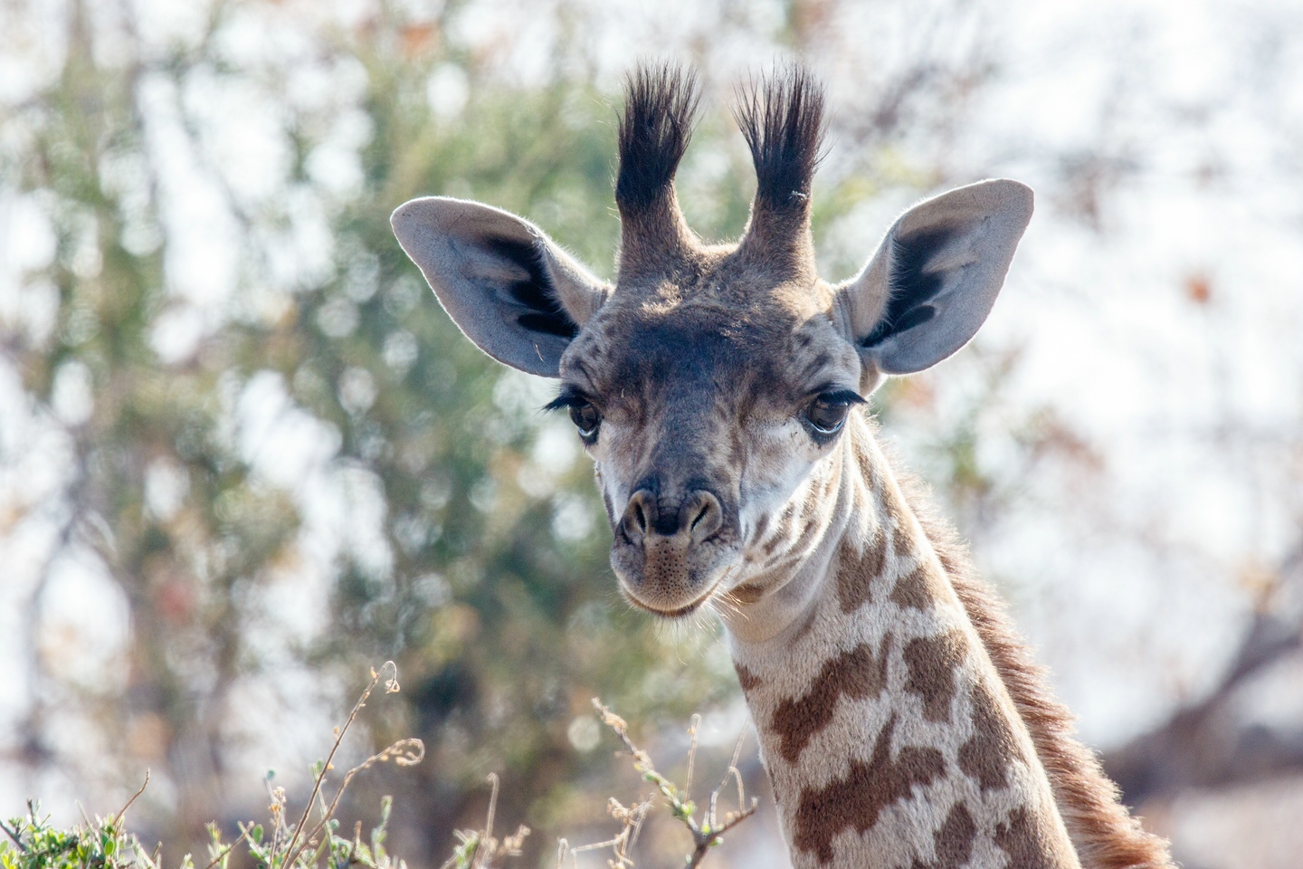 Massai-Giraffe