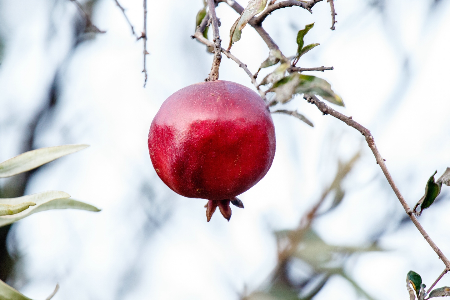 Granatapfel