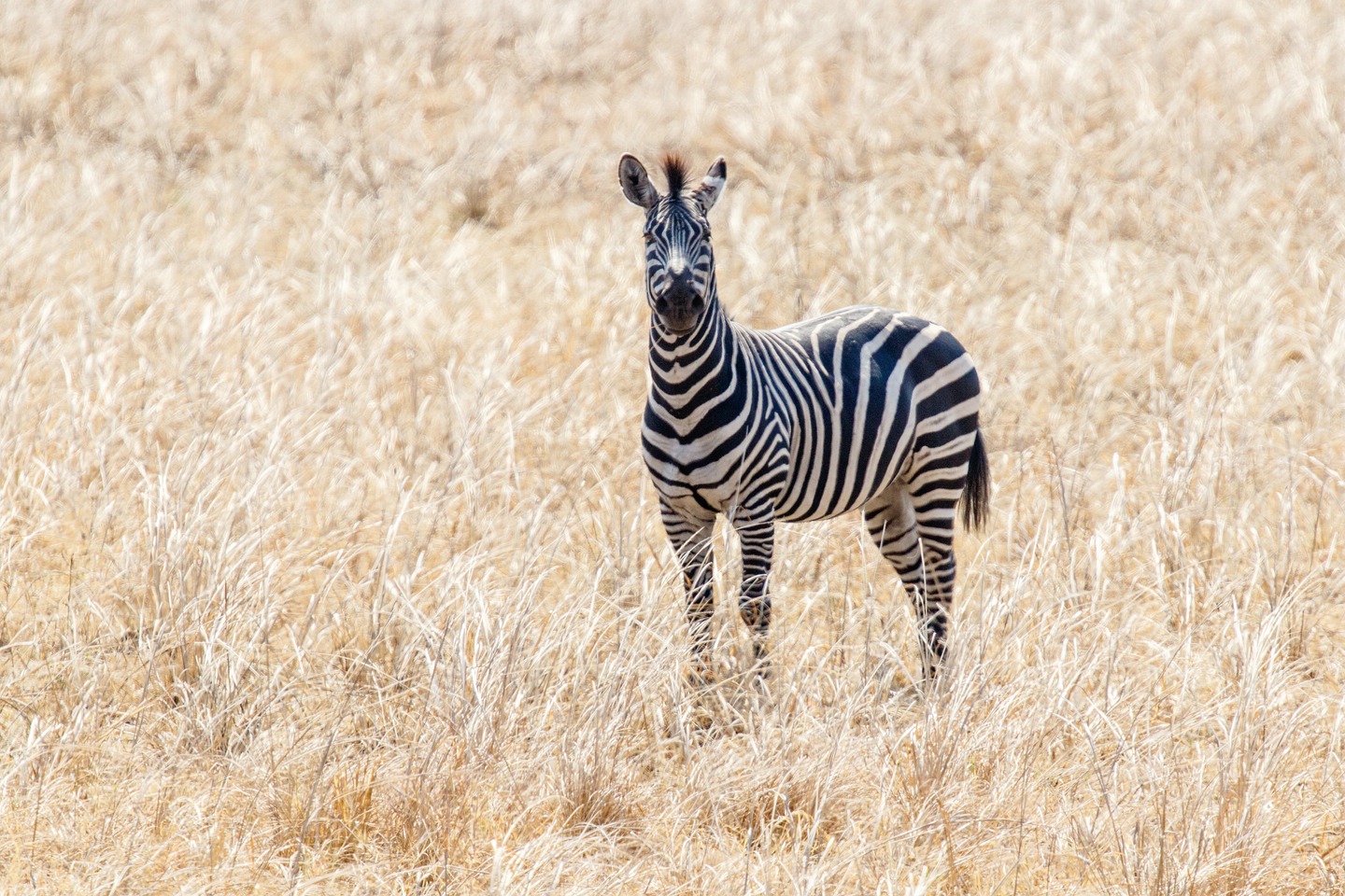 Zebra