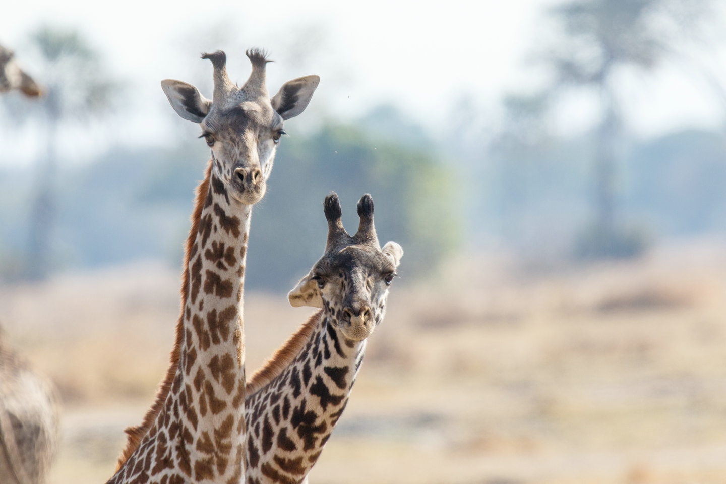 Massai-Giraffe