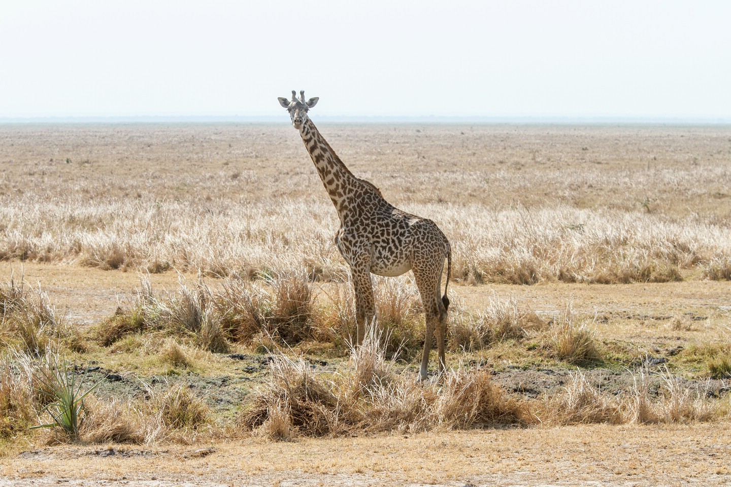 Massai-Giraffe