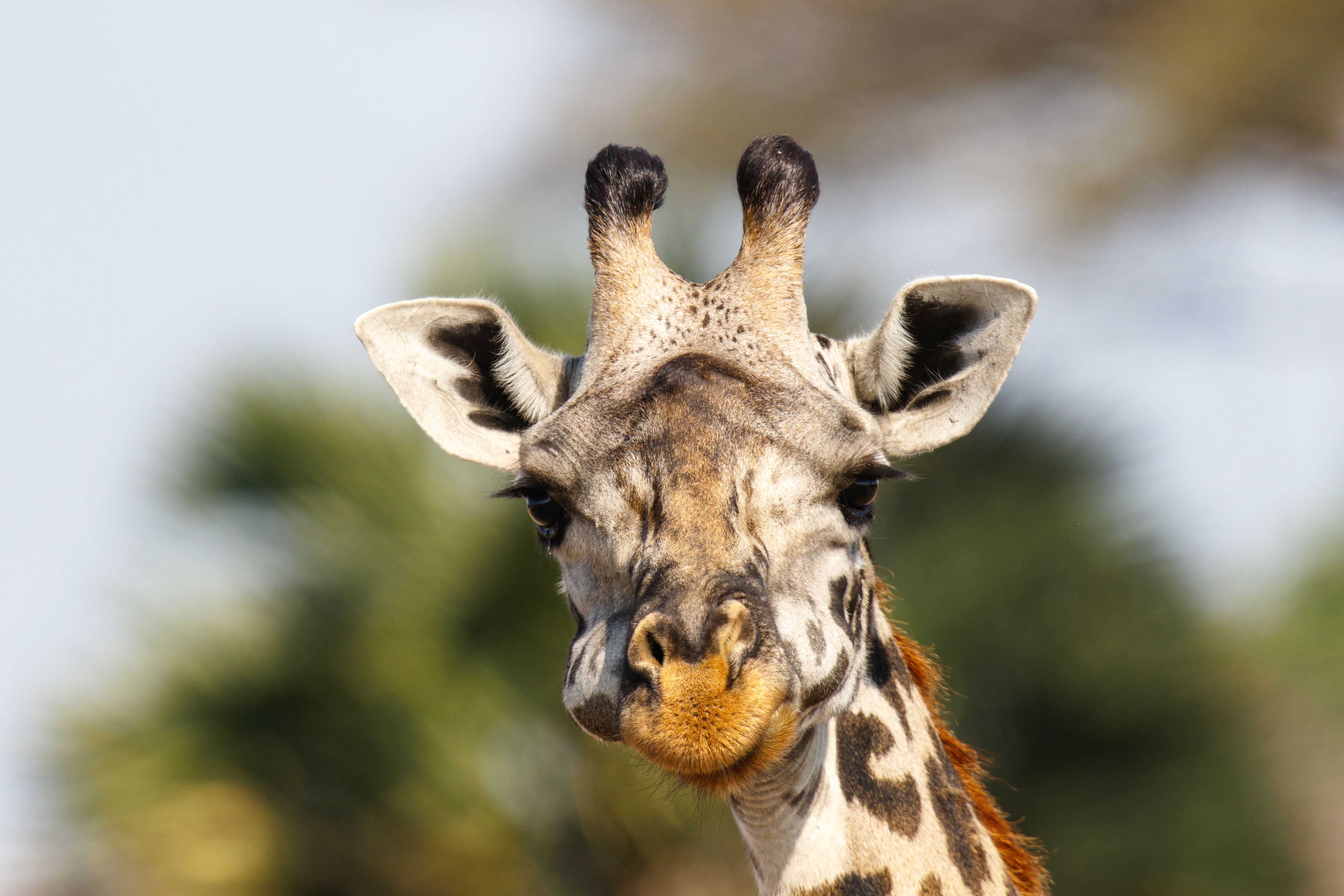 Massai-Giraffe