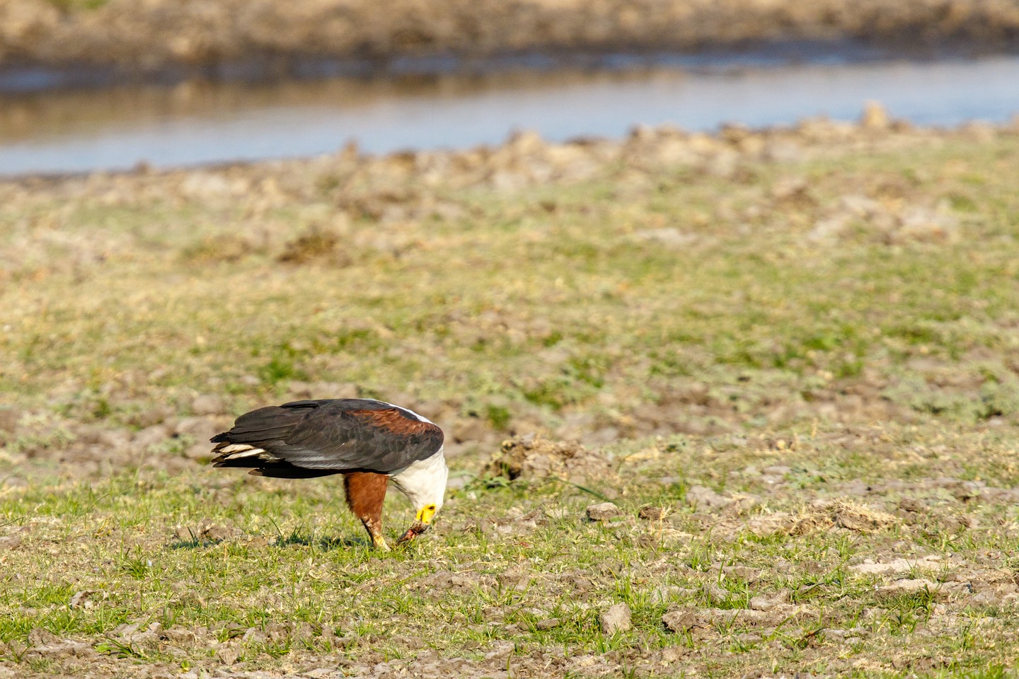 Schreiseeadler